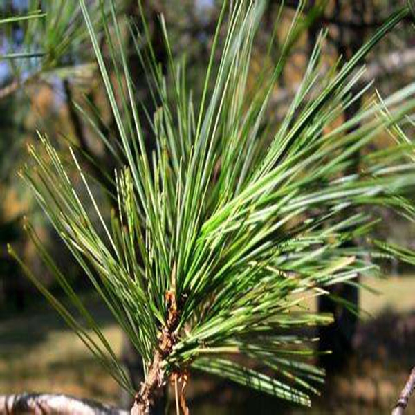 Pine needle water
